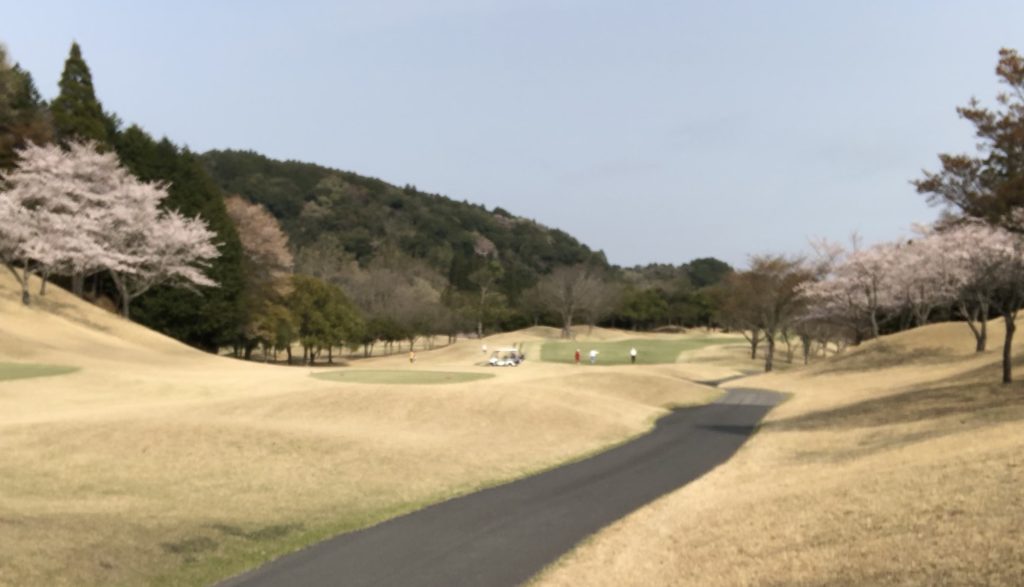 ゴルフ場の桜の写真