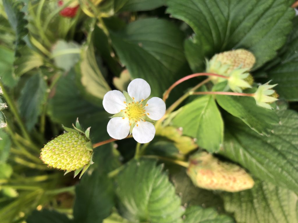 いちごの花